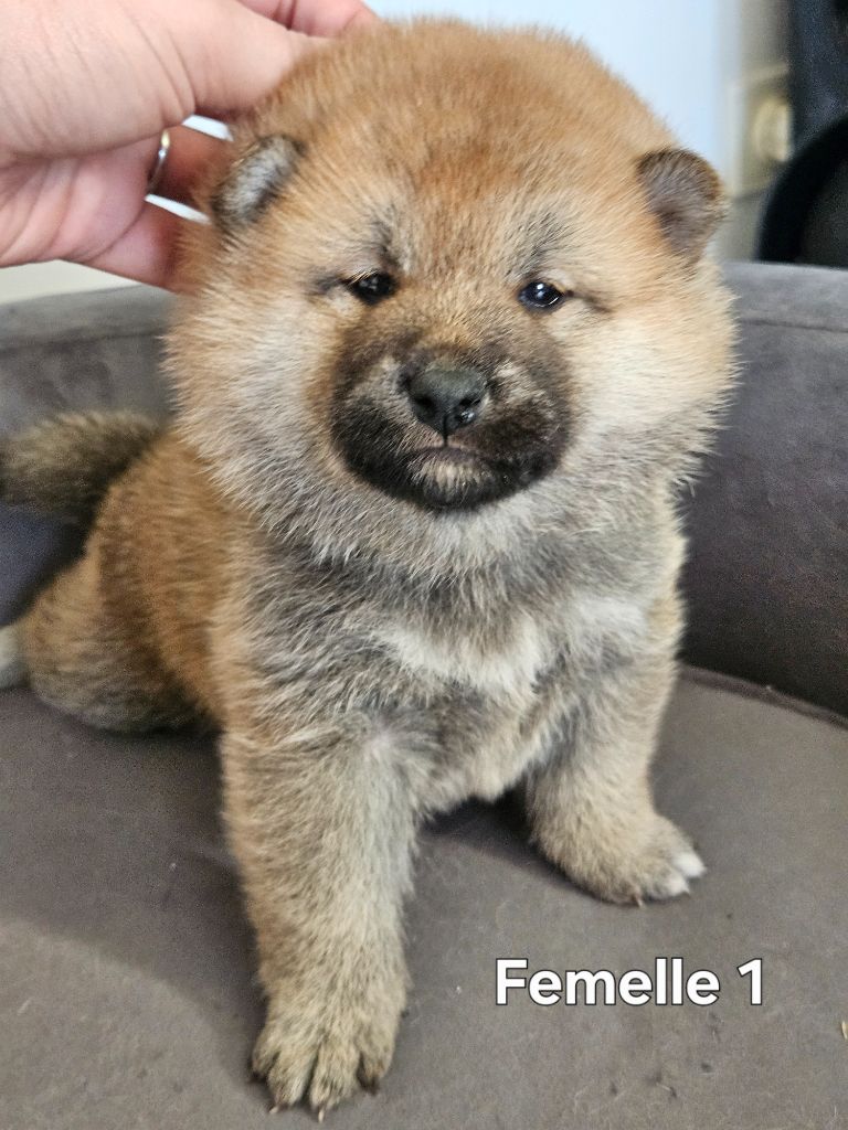 de British and Us - Chiot disponible  - Shiba