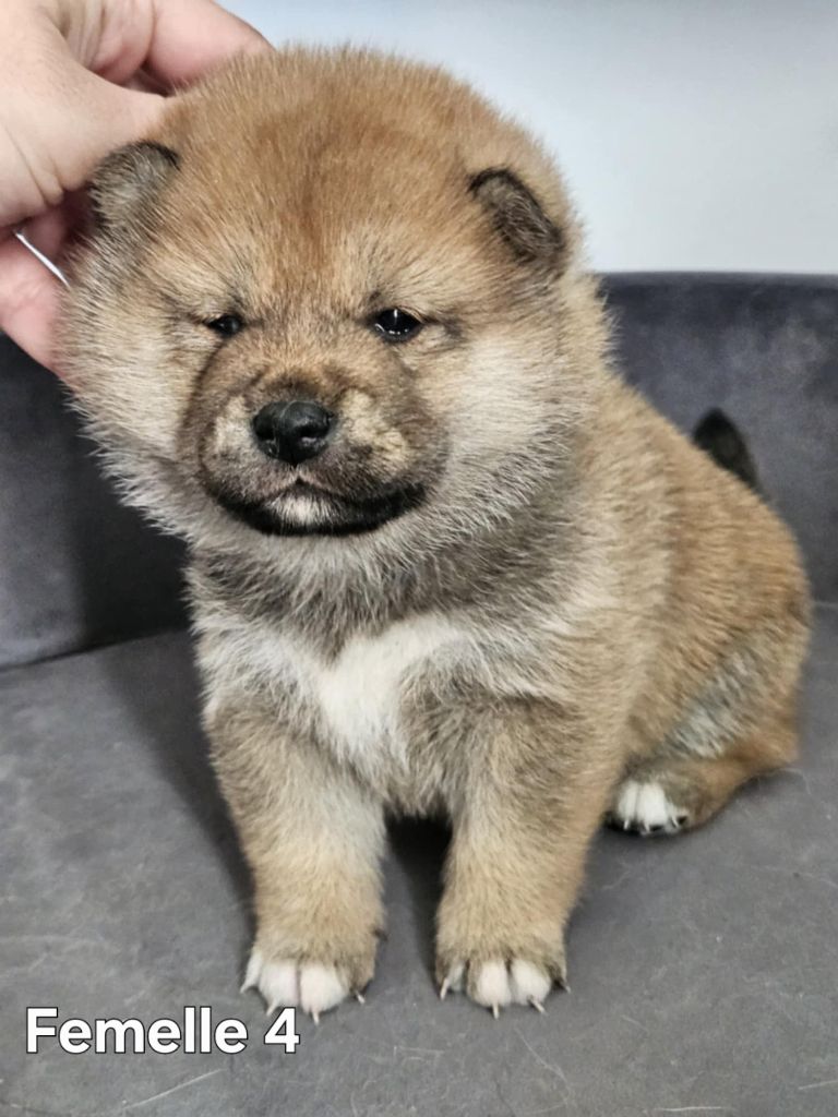 de British and Us - Chiot disponible  - Shiba