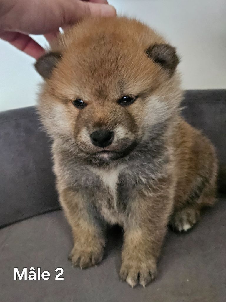 de British and Us - Chiot disponible  - Shiba