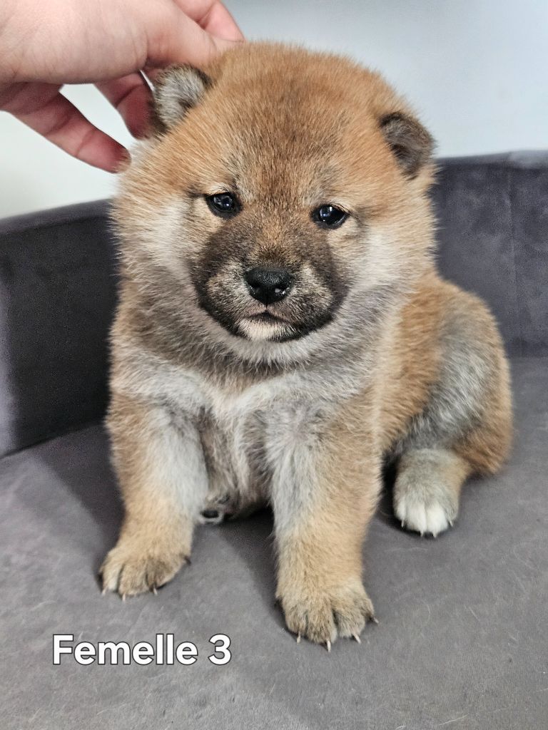 de British and Us - Chiot disponible  - Shiba