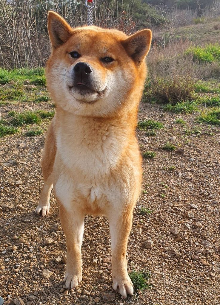 Mikazuki des shibas et nous