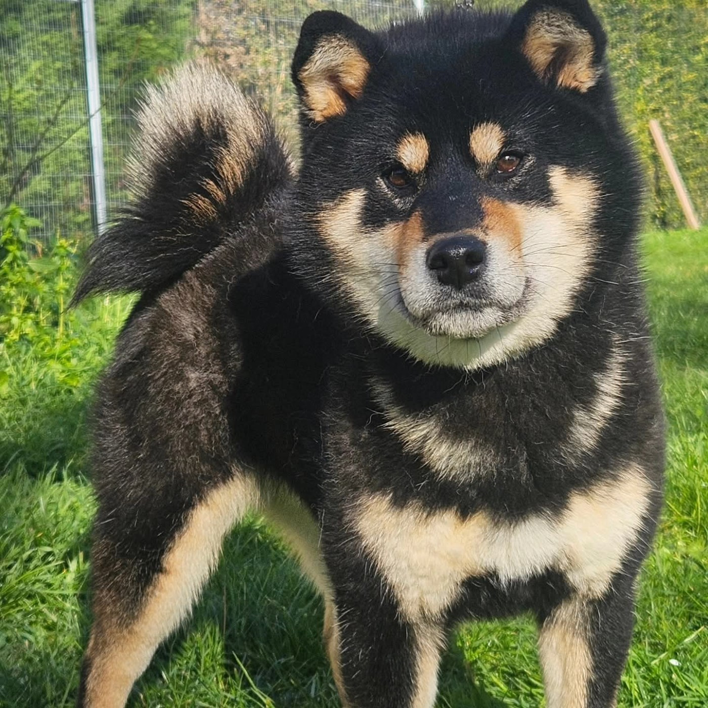 Atsuko Zuki de British and Us