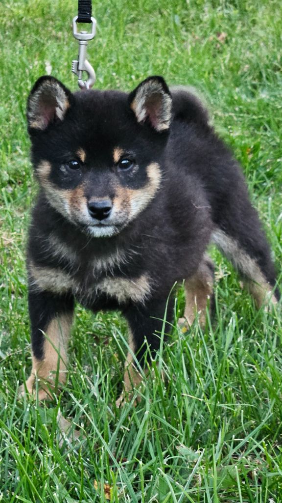 de British and Us - Chiots disponibles - Shiba