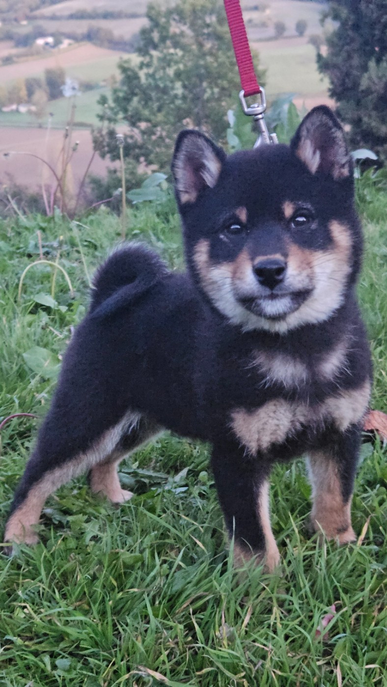 de British and Us - Chiots disponibles - Shiba