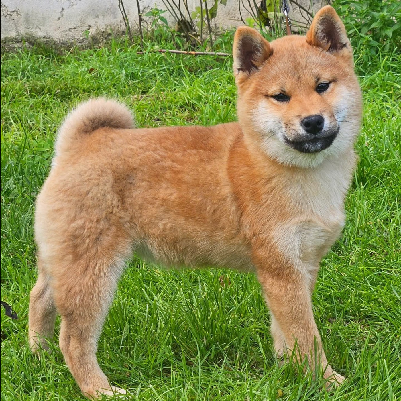 de British and Us - Chiots disponibles - Shiba
