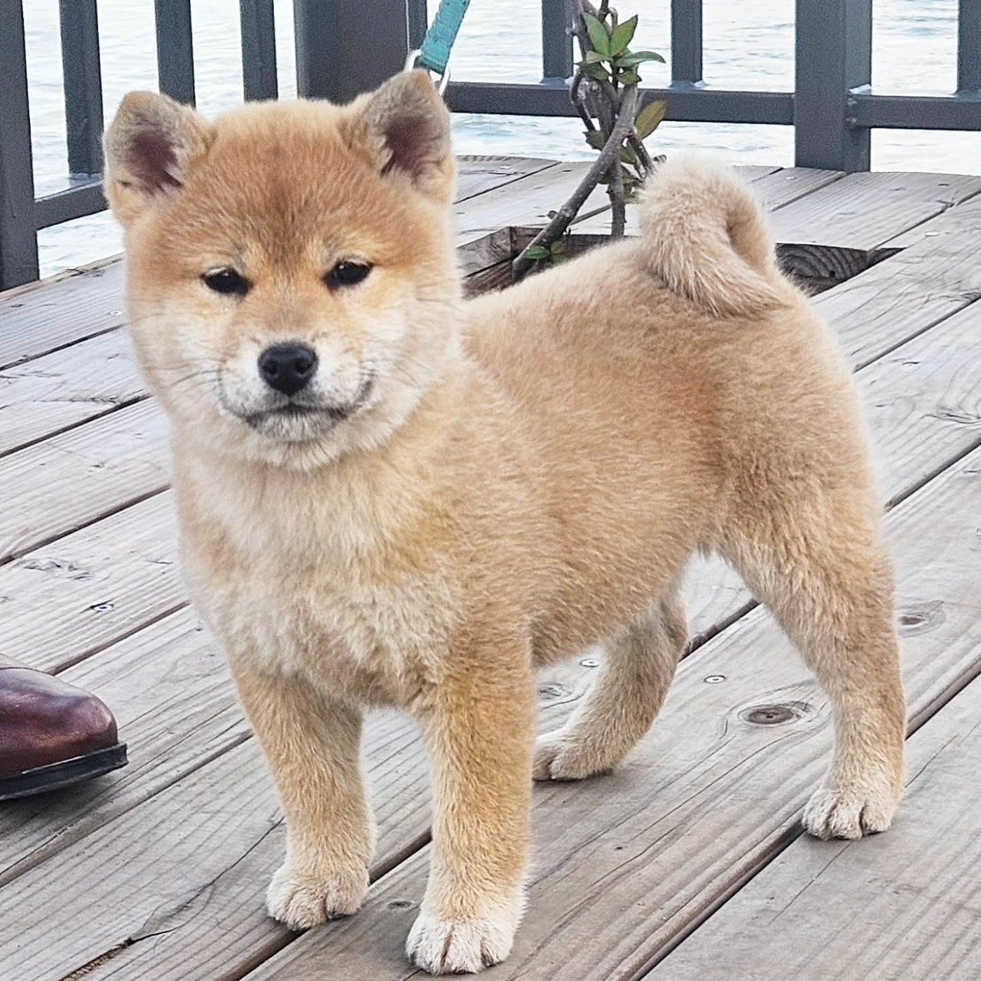 de British and Us - Chiots disponibles - Shiba