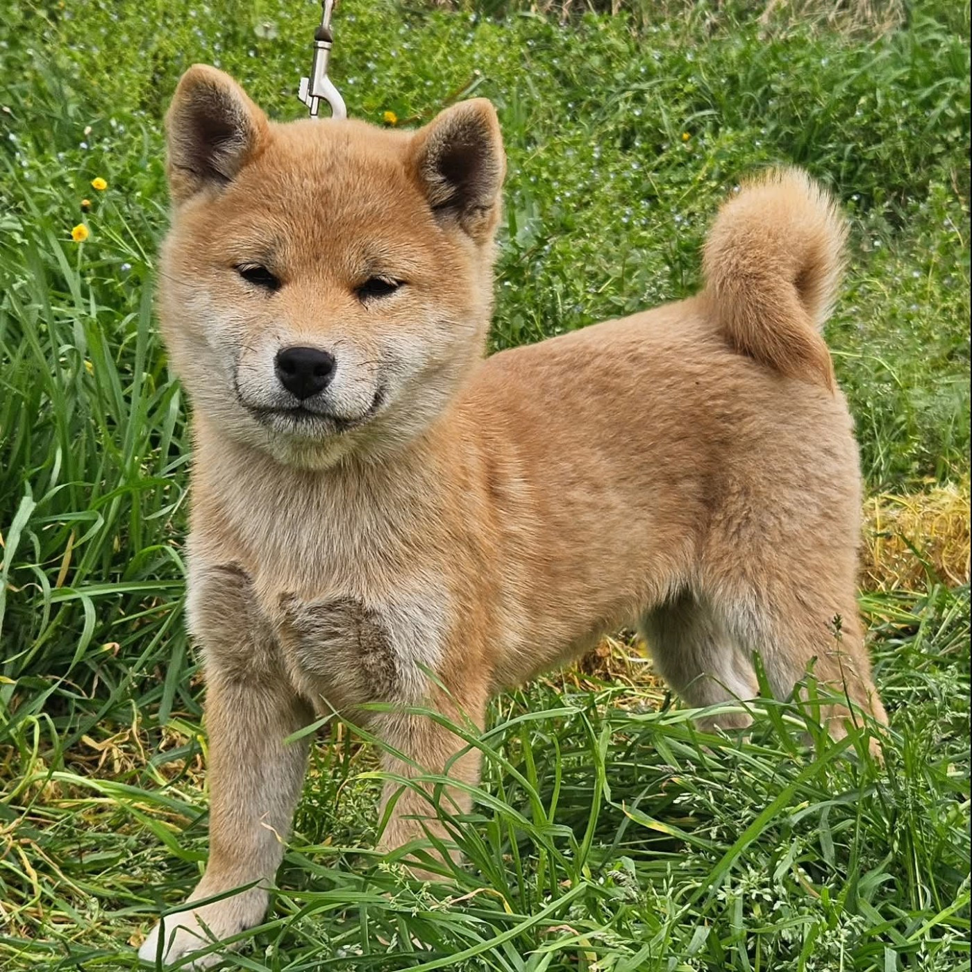 de British and Us - Chiots disponibles - Shiba