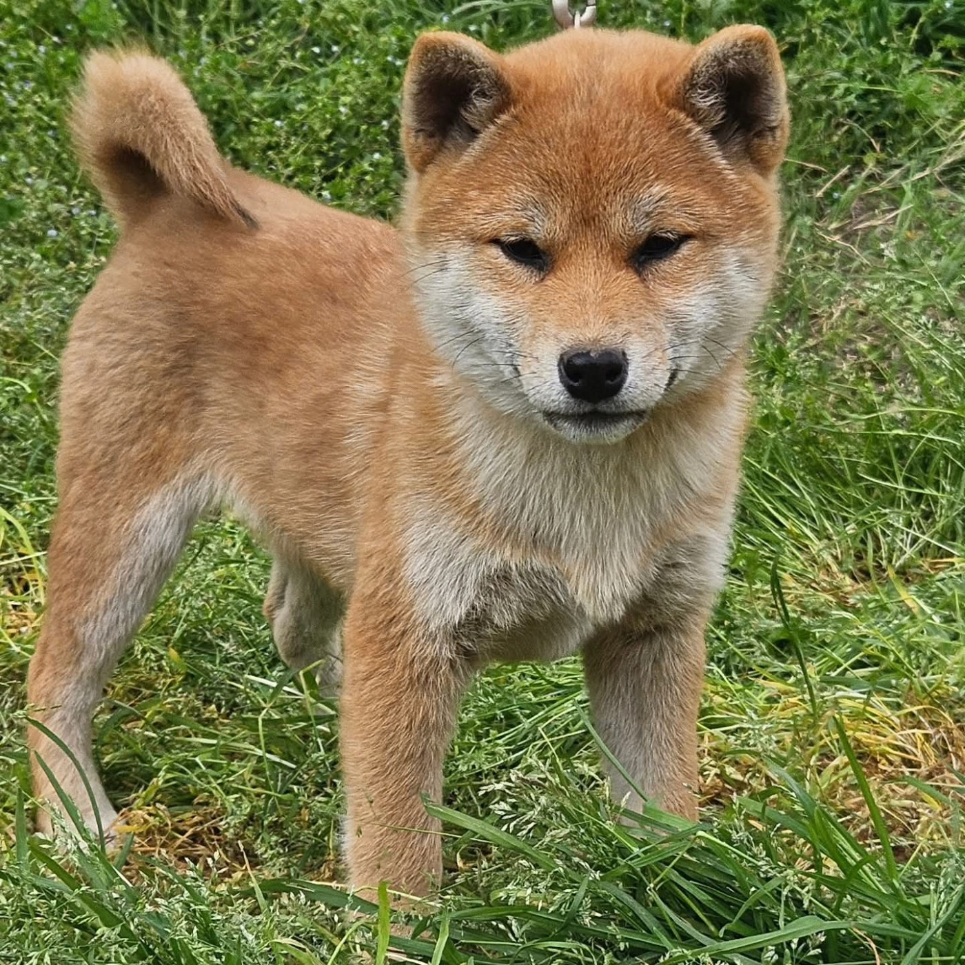de British and Us - Chiots disponibles - Shiba