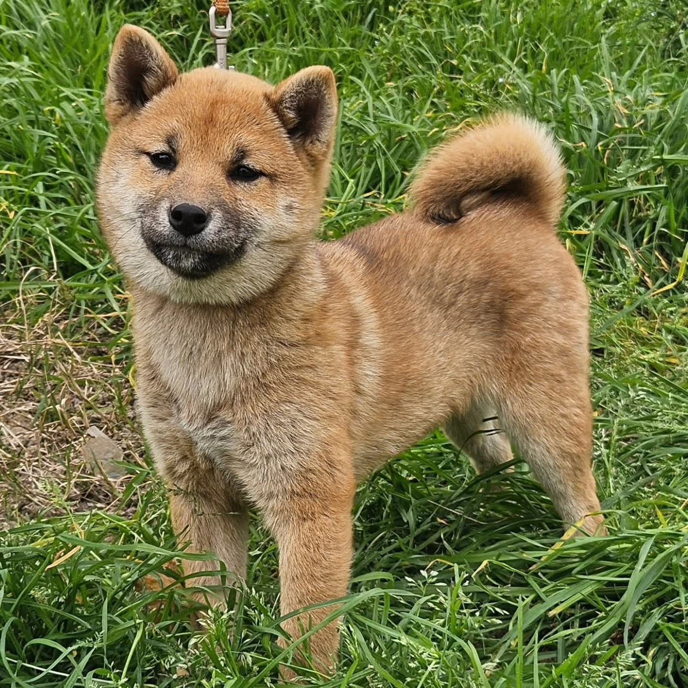 de British and Us - Chiots disponibles - Shiba