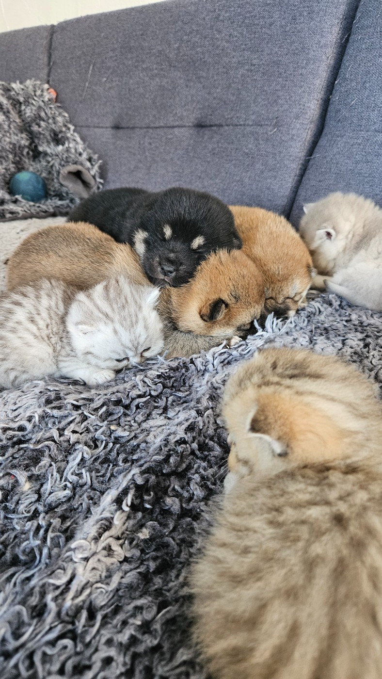 Chiot Shiba de British and Us