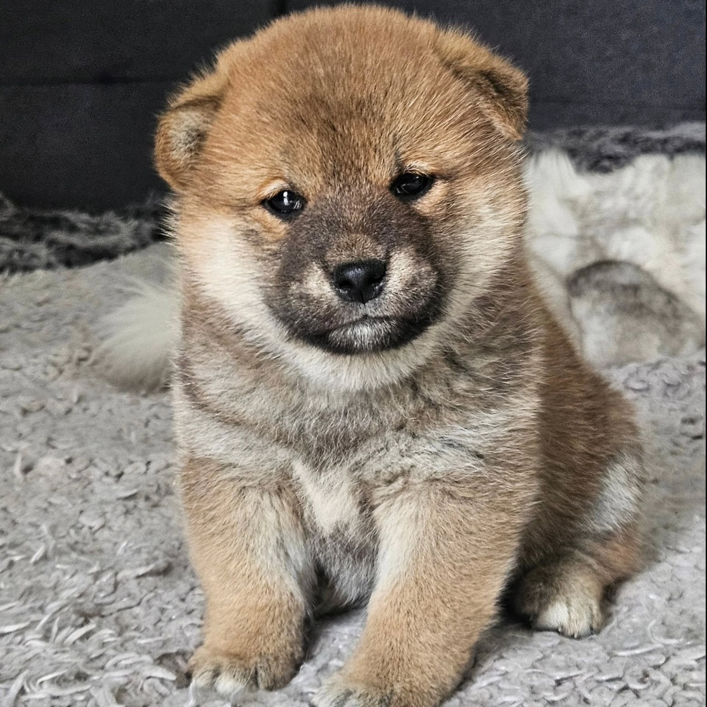 de British and Us - Chiots disponibles - Shiba