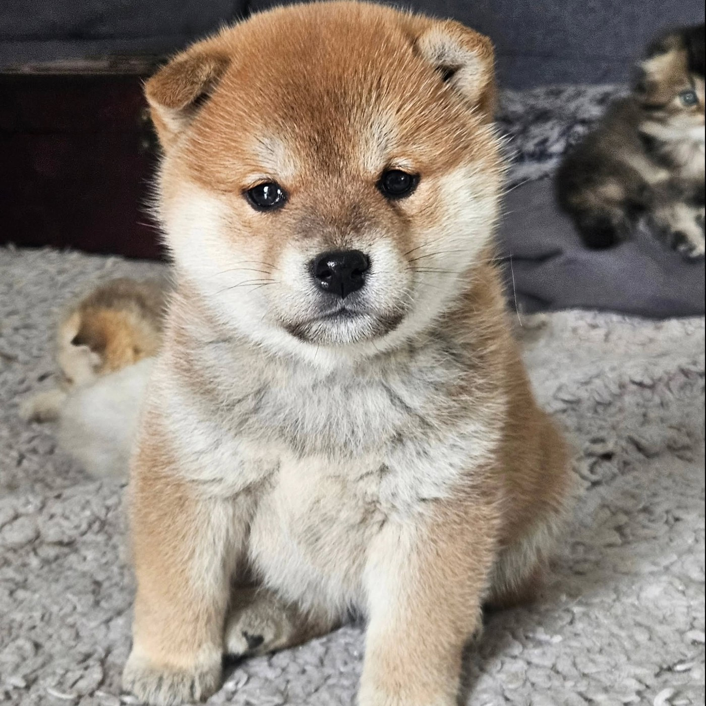 de British and Us - Chiots disponibles - Shiba
