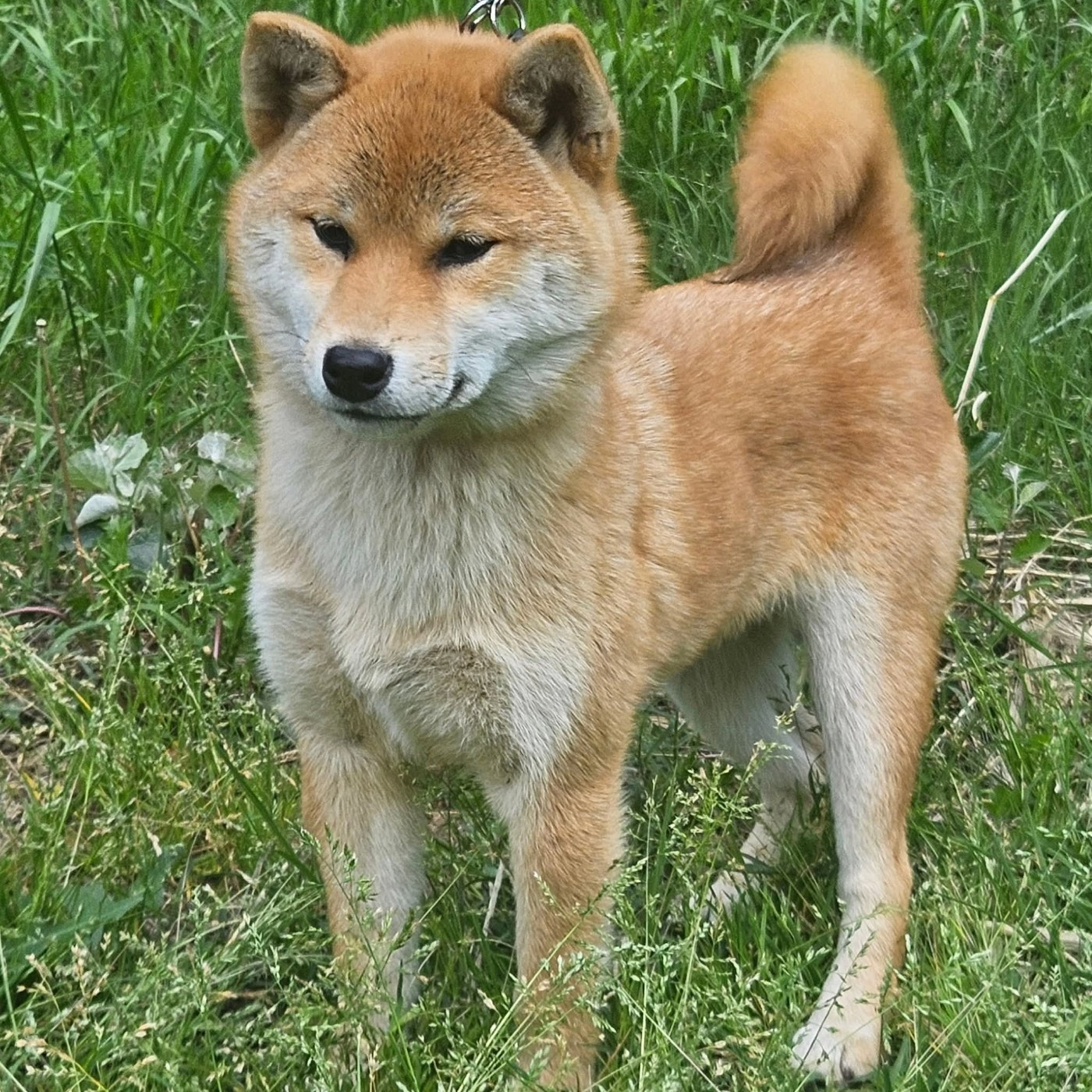 de British and Us - Chiots disponibles - Shiba