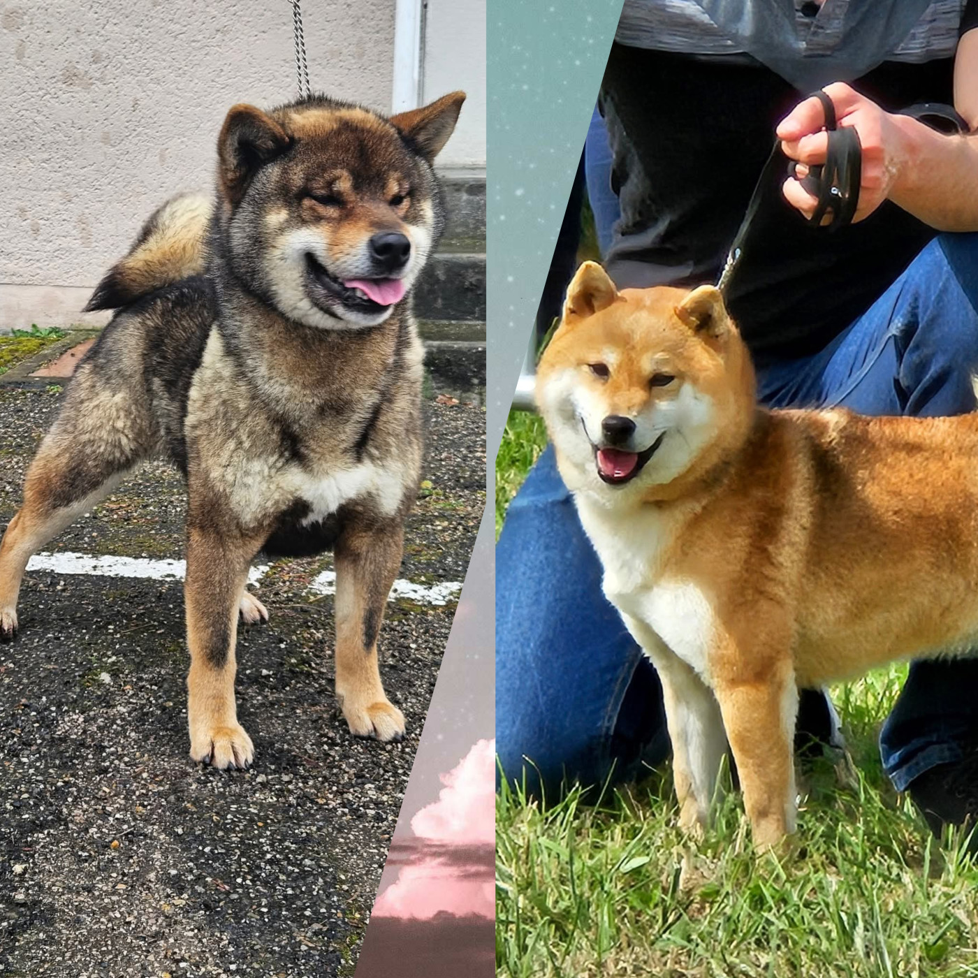 Chiot Shiba de British and Us