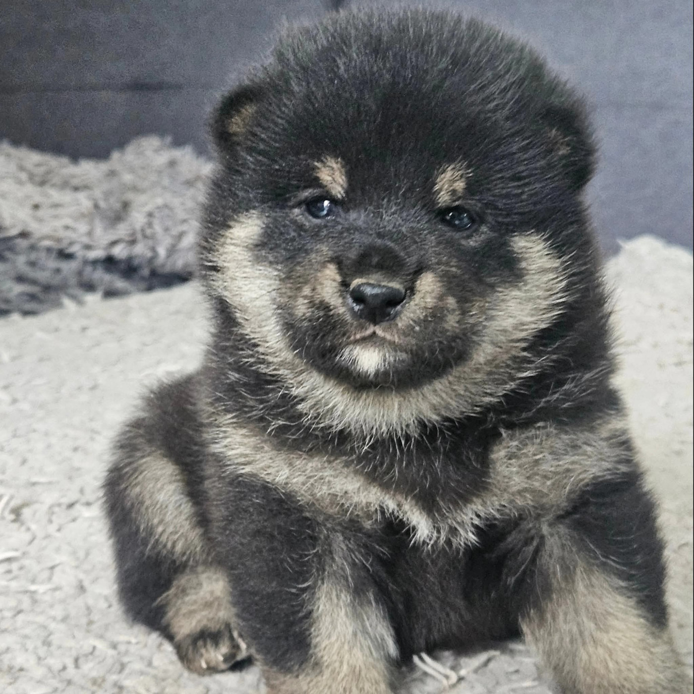 de British and Us - Chiots disponibles - Shiba
