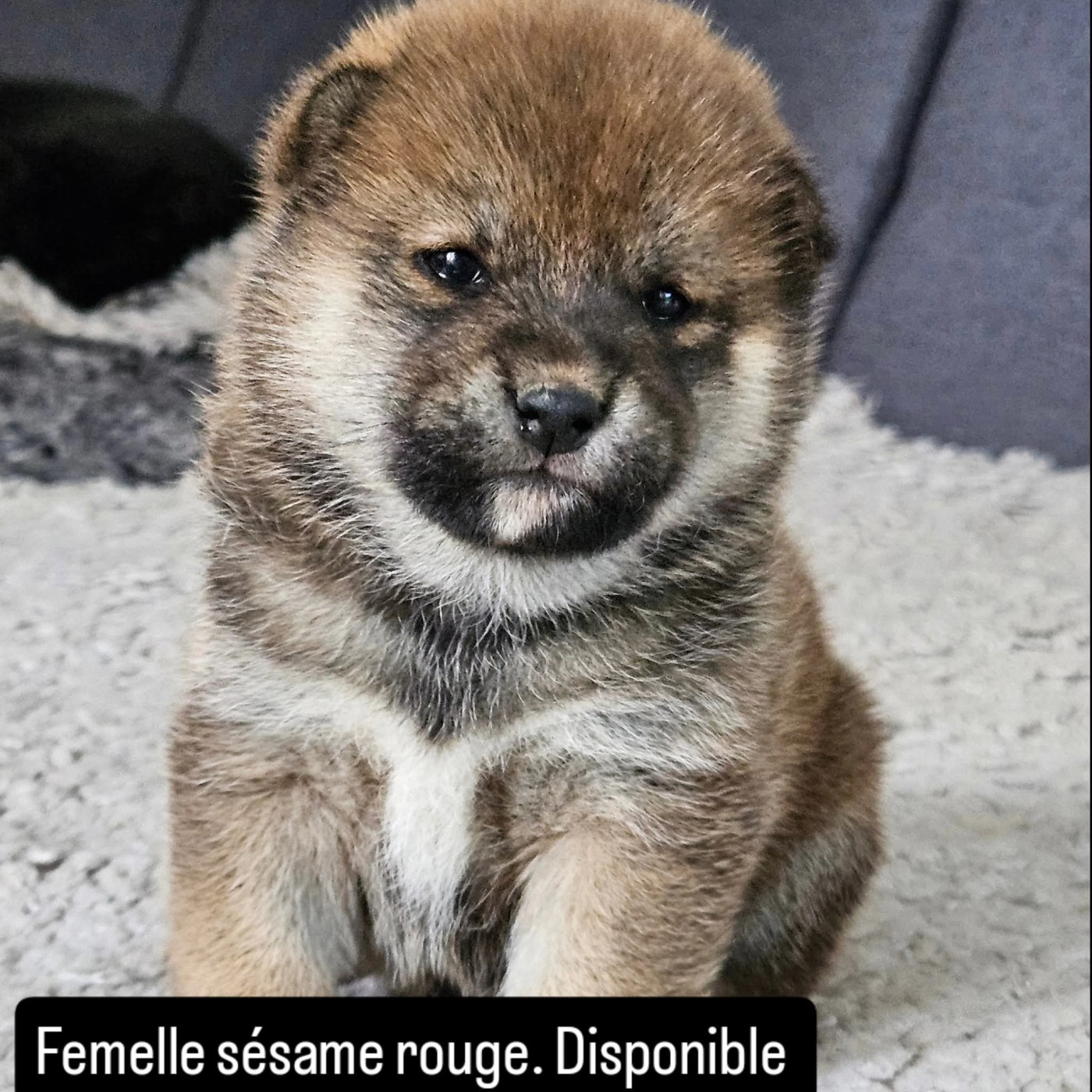 de British and Us - Chiots disponibles - Shiba