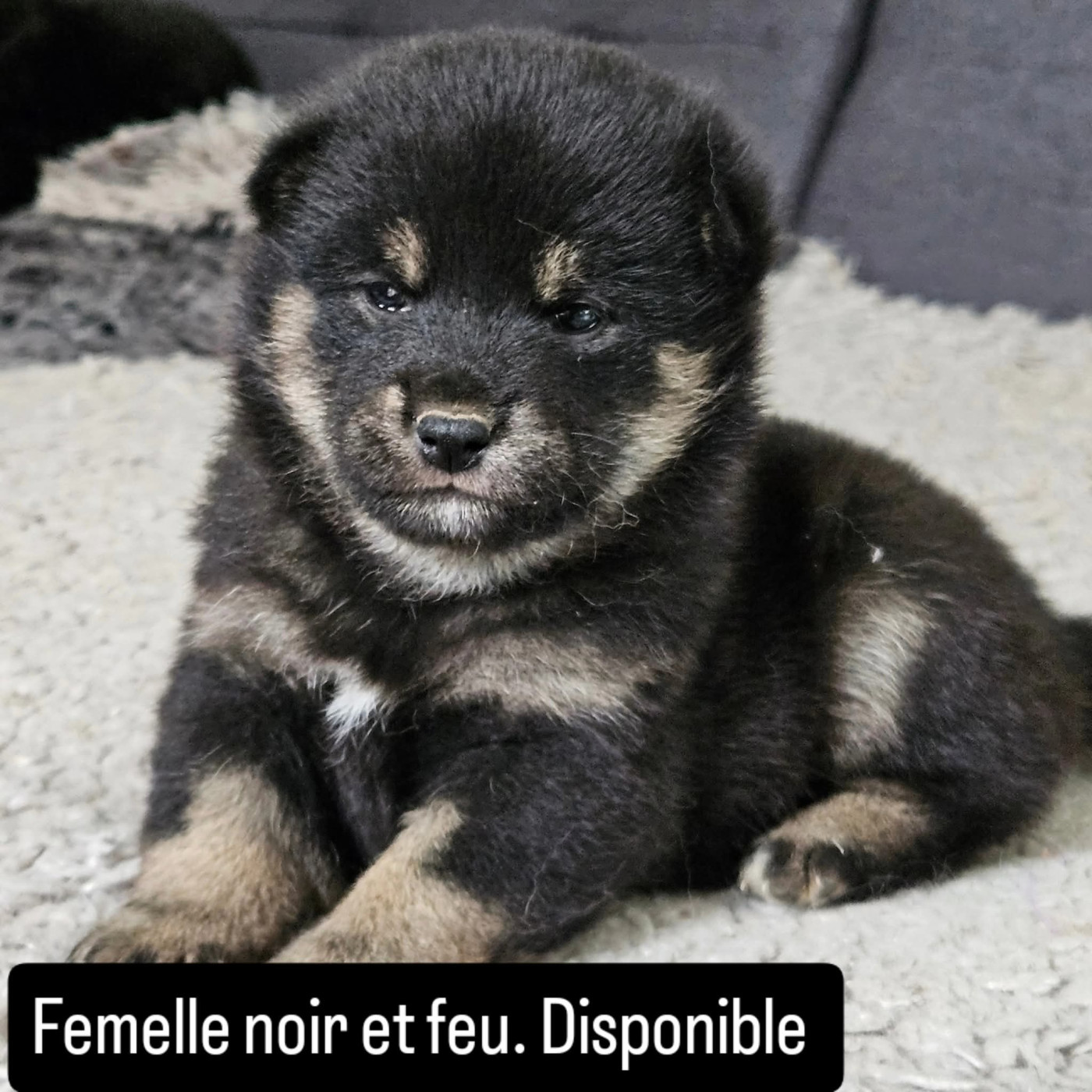 de British and Us - Chiots disponibles - Shiba