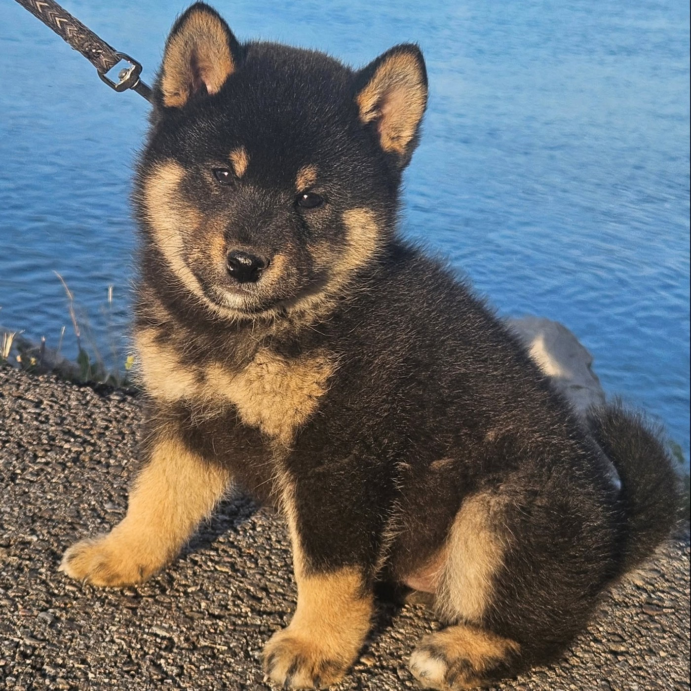 de British and Us - Chiots disponibles - Shiba