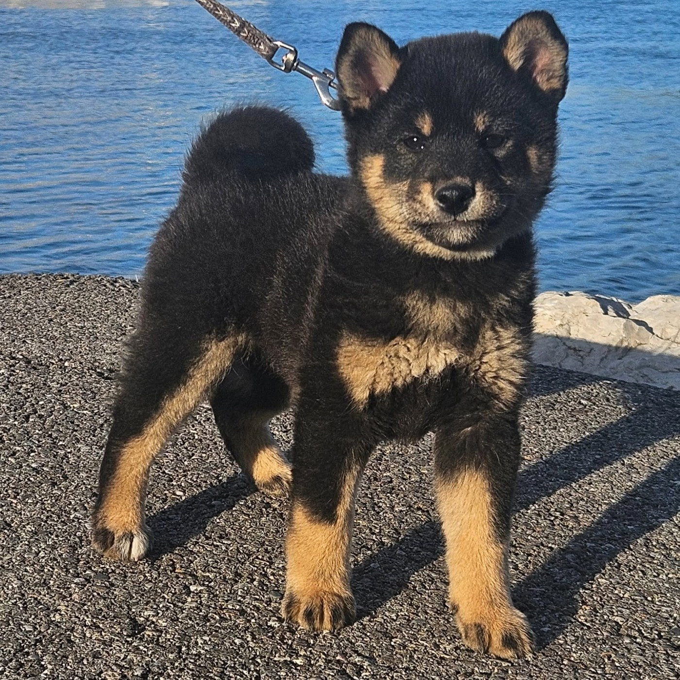 de British and Us - Chiots disponibles - Shiba