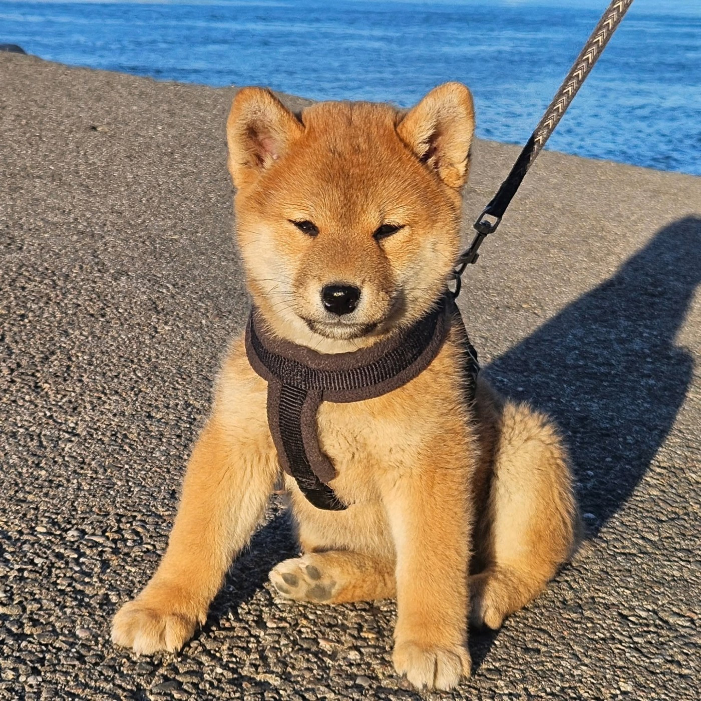 de British and Us - Chiots disponibles - Shiba