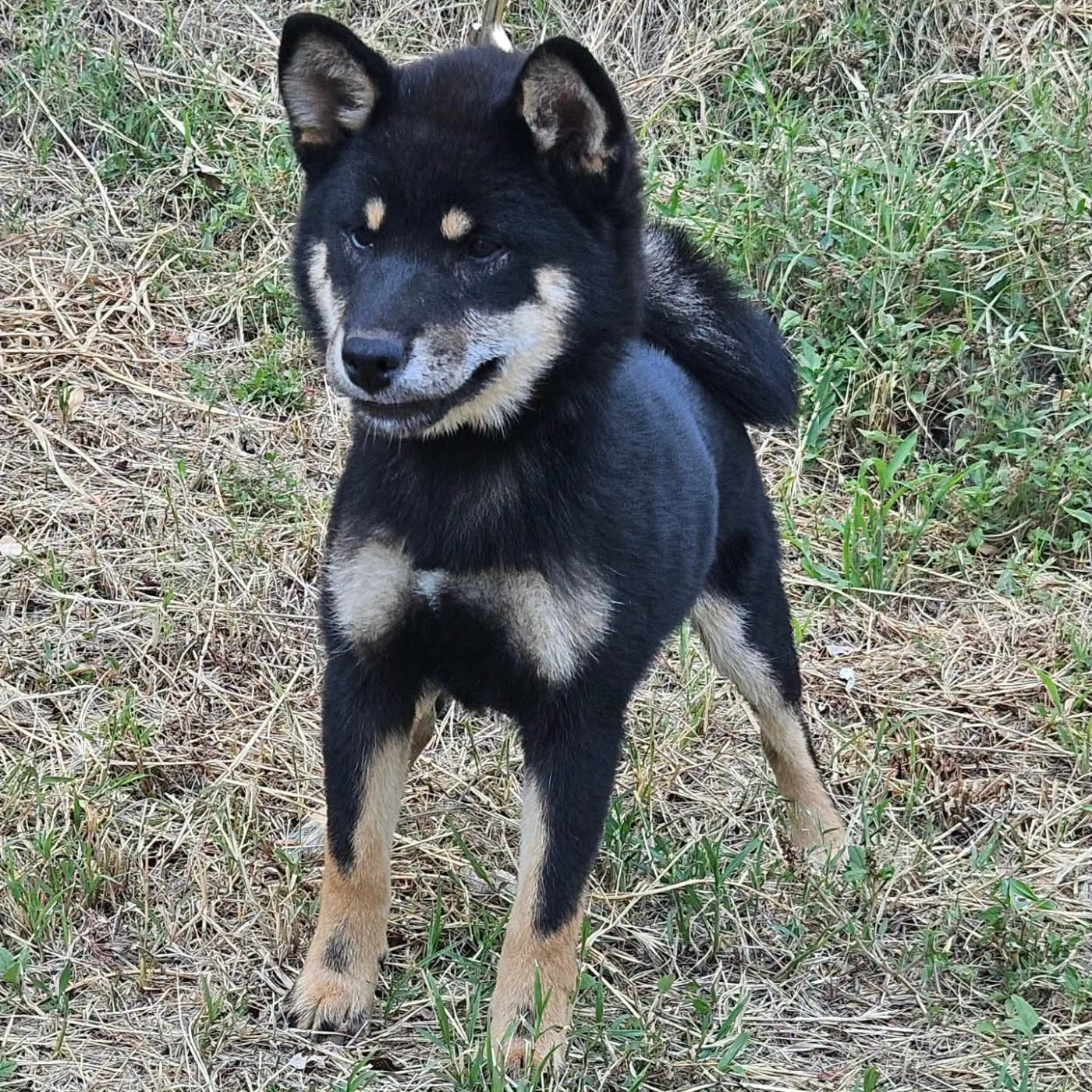 de British and Us - Chiots disponibles - Shiba