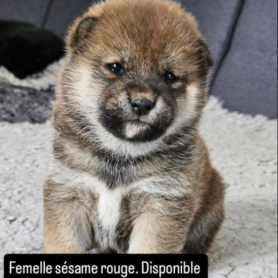 Femelle sésame rouge