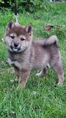 CHIOT 4