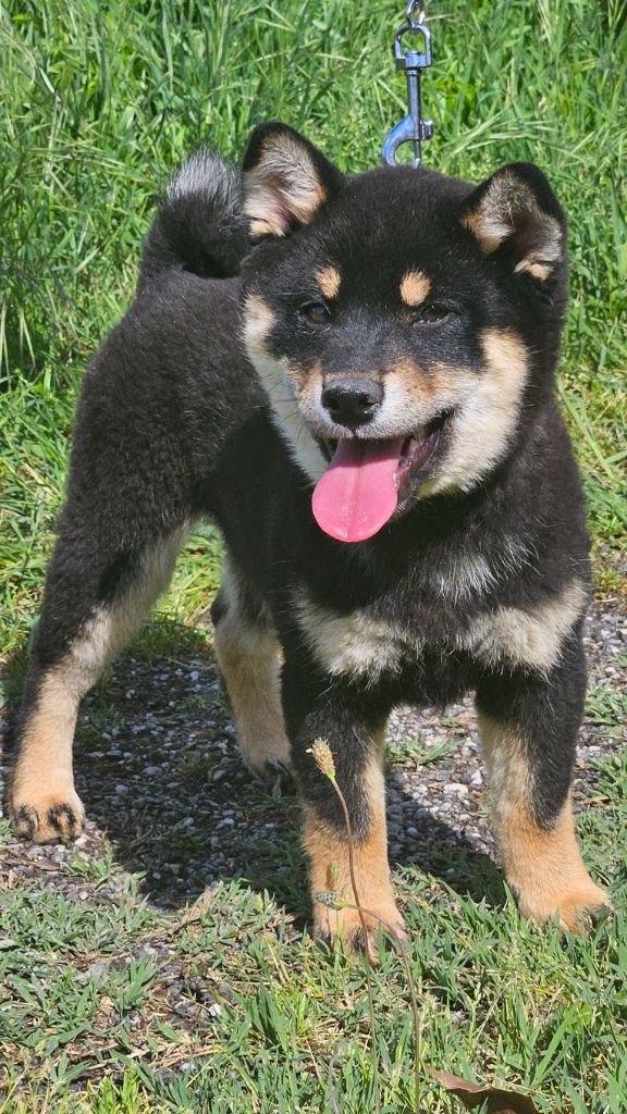 de British and Us - Chiots disponibles - Shiba