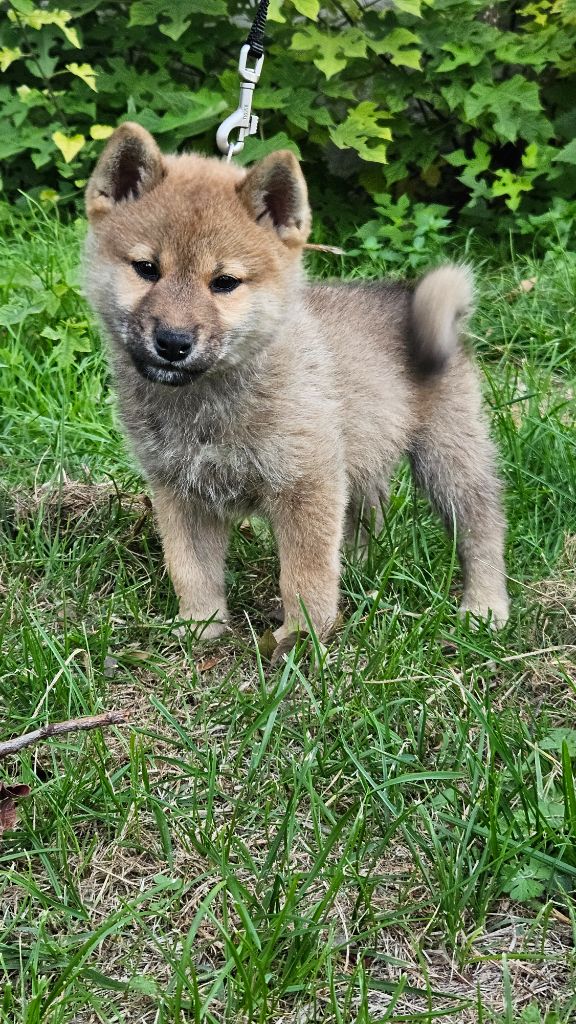 de British and Us - Chiots disponibles - Shiba